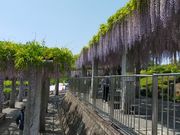 あきぼうさんの庚申山総合公園の投稿写真4