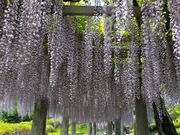 あきぼうさんの庚申山総合公園の投稿写真5