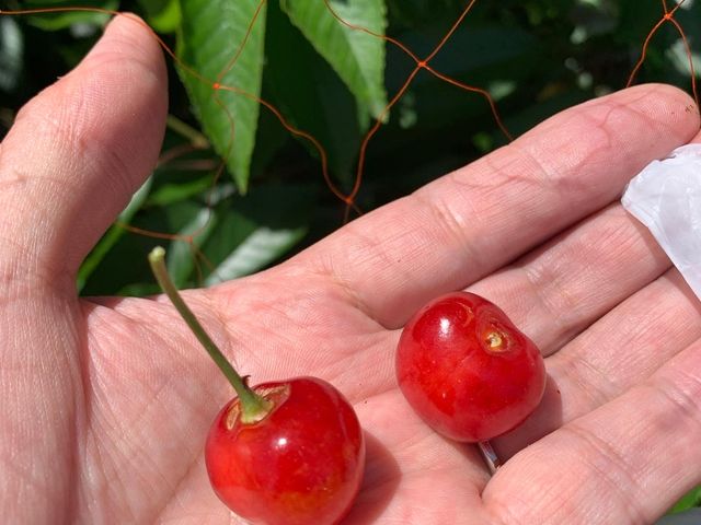 めちゃくちゃ甘かった_トモチャン園
