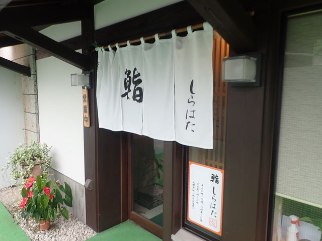 しらはた