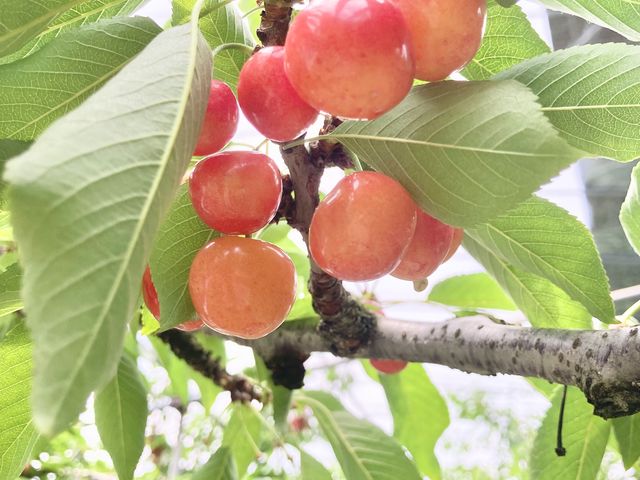 成っている実です_石山青果