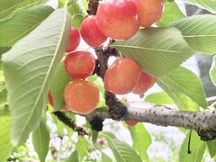 ぷーさんの石山青果への投稿写真1