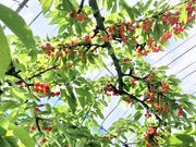 ぷーさんの石山青果の投稿写真2