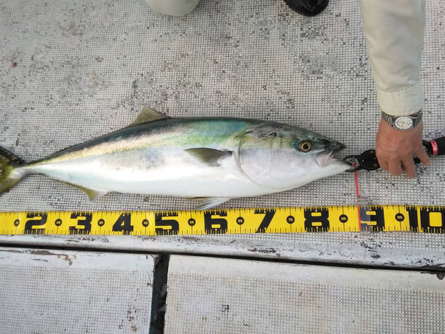 90cm近いブリが釣れました_対馬ルアーフィッシング遊漁船 なぎさ丸