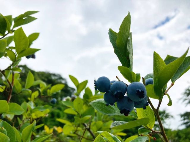 曇ってもブルーベリー_北村ブルーベリー農園