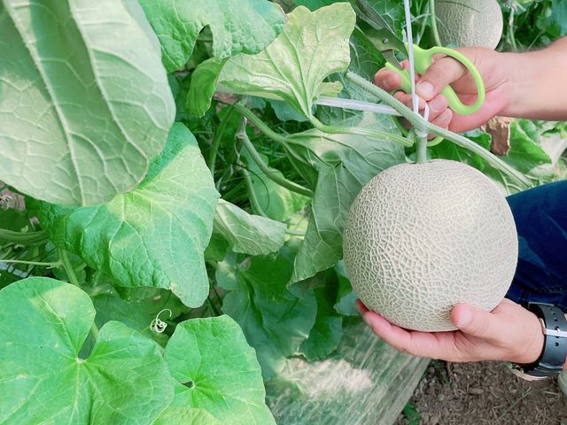 大きなメロン_日研農園