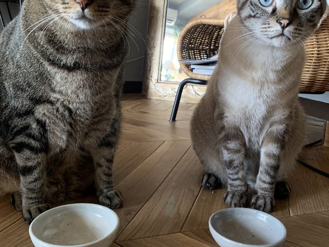 猫ちゃんのご飯茶碗と水飲みも作りました。_とみなが陶房