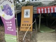ケイコさんのよことめぶどう園(柏原市観光ぶどうセンター横尾支部)の投稿写真1