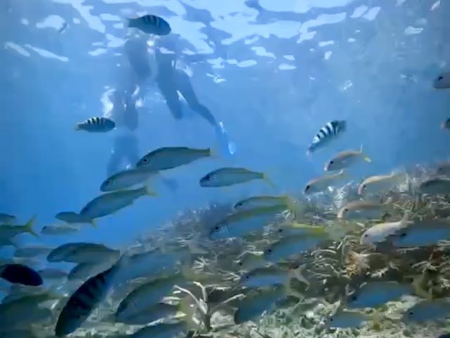 熱帯魚もたくさん見れました_カケロマ アイランド リトリート・ハレハレ