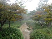 マイBOOさんの正木ヶ原の原生林の投稿写真1