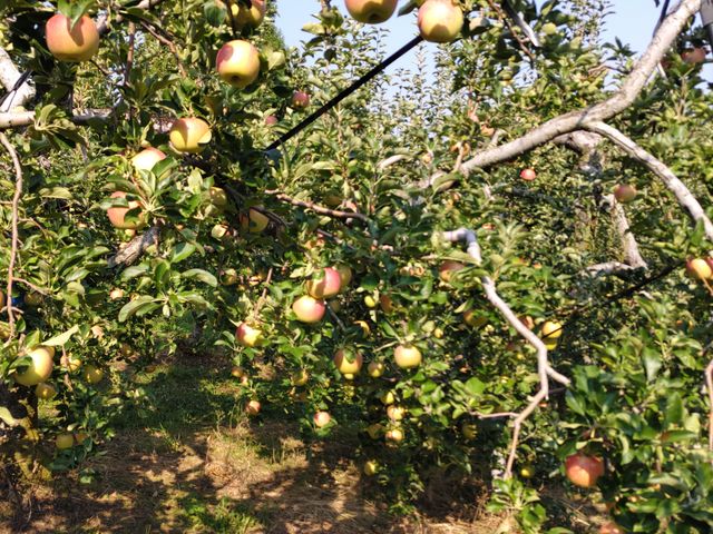 「陽光」リンゴが樹木に一杯でした。_華香園