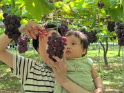 mnk8008さんの高橋巨峰園 株式会社Ripi farmの投稿写真1