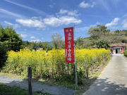 はとやさんの真性寺の女郎花の投稿写真2