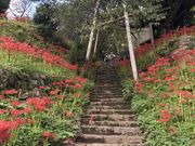 Shotaさんの佛隆寺のヒガンバナの投稿写真1