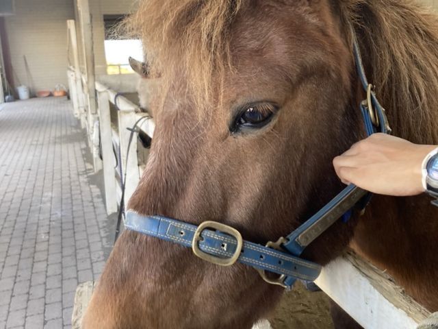 ドサンコのひめちゃん
人参を凄い勢いで食べてました笑_与那国馬ふれあい牧場