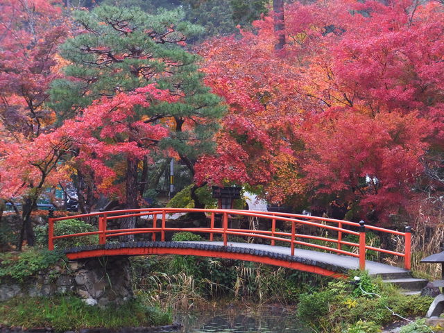 紅葉が見頃_大原野神社