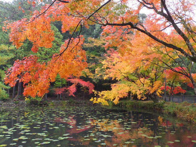 池の周辺が綺麗_大原野神社