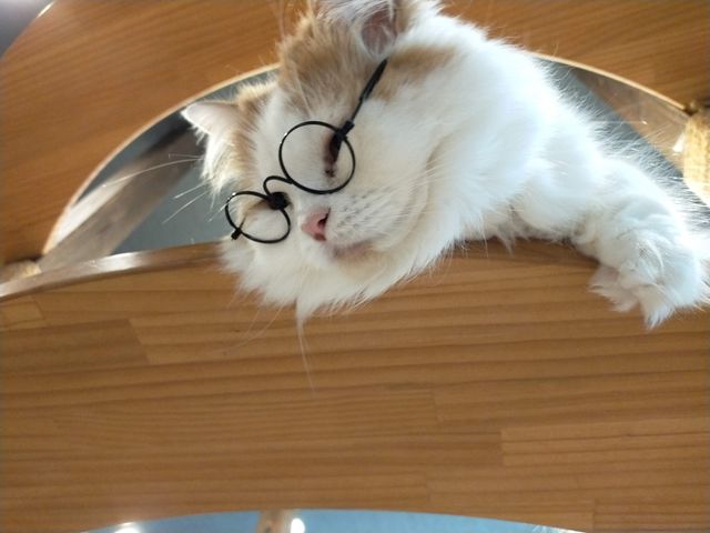 お店の方がメガネを付けて下さいました_猫カフェcota