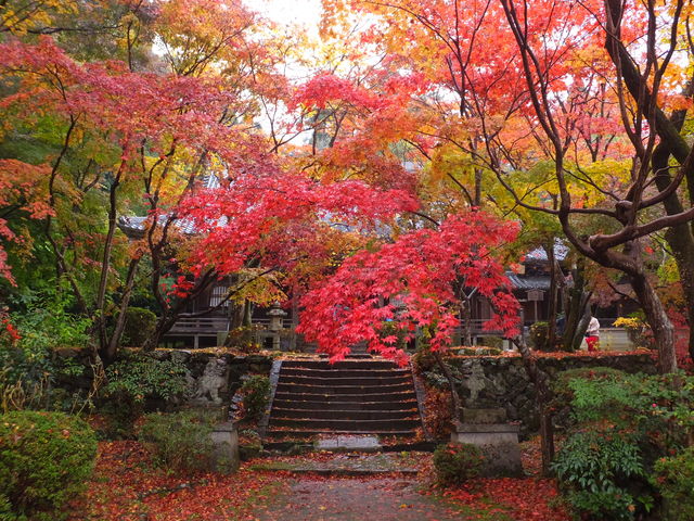 グラデーション_勝持寺