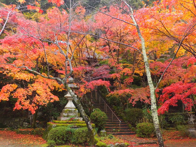 落葉がさかん_勝持寺