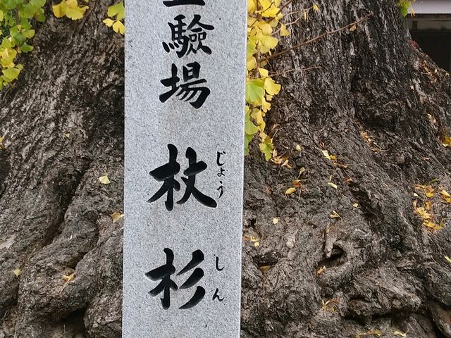 杖杉庵_杖杉庵