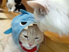 猫カフェcotaの写真1