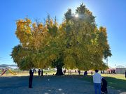 シュウジさんの大和の大いちょうの投稿写真1