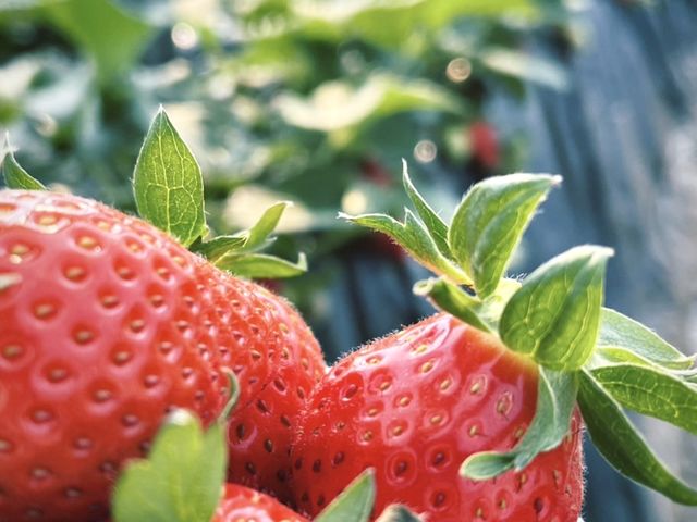真っ赤で大きな「やよいひめ」ほかにも数種類の品種があります。_島田いちご園