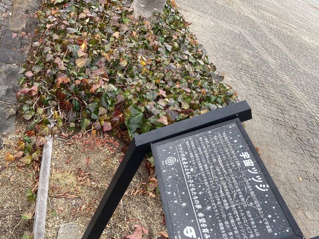 茅ヶ崎市中央公園_茅ヶ崎市中央公園