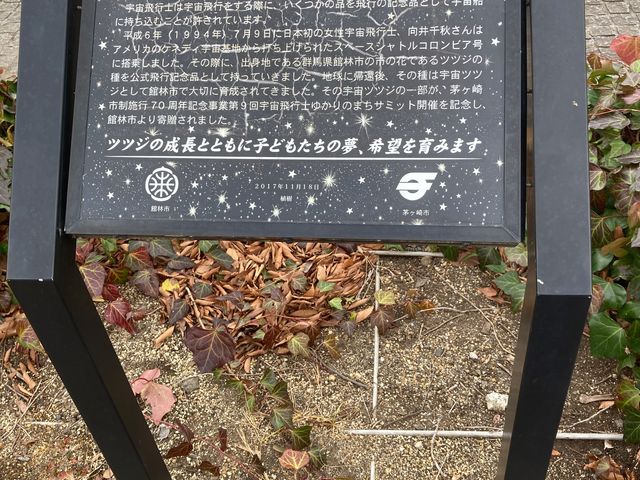 茅ヶ崎市中央公園_茅ヶ崎市中央公園