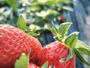 Uさんの島田いちご園の投稿写真1