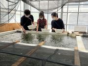 くろさんの海ぶどうと生海ぶどうソフトのお店 “ぷちぷち”の投稿写真3