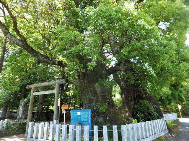 熊野三社大神社の鳥居横には2本の大楠が立っています。_浜の宮の大楠