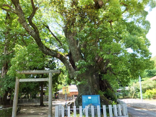 かつては参道に沿って大楠が並んでいたのでしょうか?_浜の宮の大楠