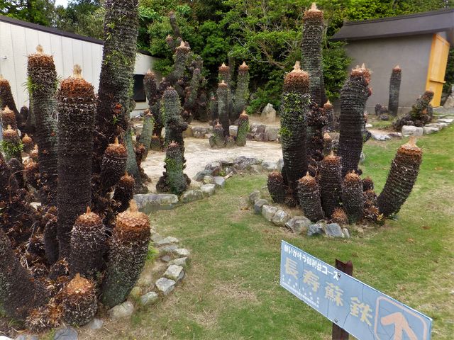 山門前の参道脇には蘇鉄園があります。_梵潮寺