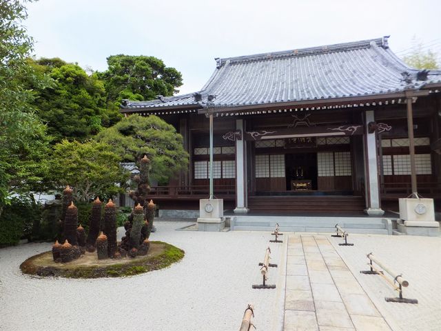 本堂前のソテツは剪定されて、さっぱりしていました。_長寿蘇鉄