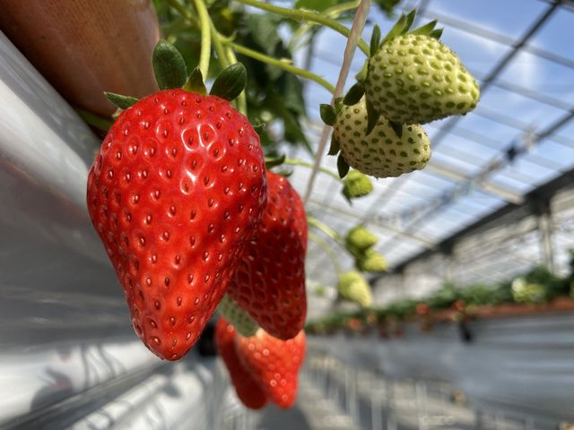奏ベリーという品種だそうです。_奏の森 なごみ village