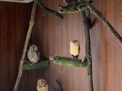 ふれあいどうぶつカフェ fuuの写真1