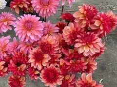 かわさき花園の写真1