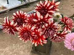 かわさき花園の写真2