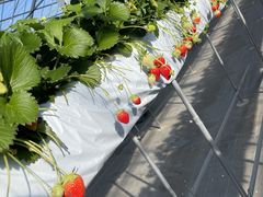 とみたさんの苺屋たくみ(ICHIGOYA TAKUMI)への投稿写真1