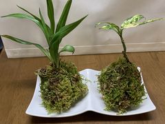 和ごころまなび華教室の写真1