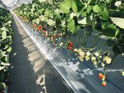 YOYIさんの島村ファームの投稿写真2