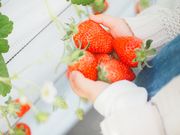 Maielさんのげんちゃんのいちご園の投稿写真2