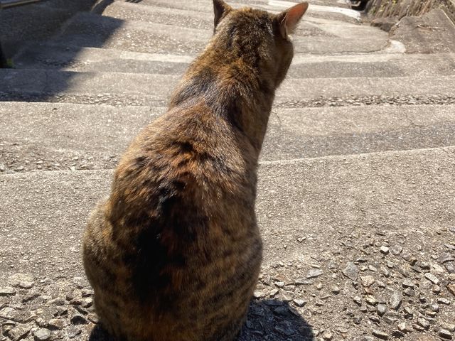 猫の細道_猫の細道
