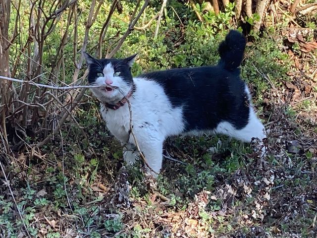 猫の細道_猫の細道