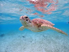 こめっちさんのOkinawa tripsへの投稿写真1