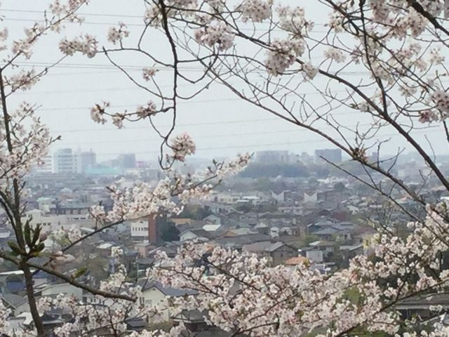 三池公園の桜の向こうに大牟田市街_三池公園の桜