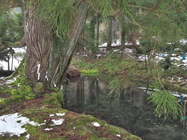 sklfhさんの一本杉の投稿写真1