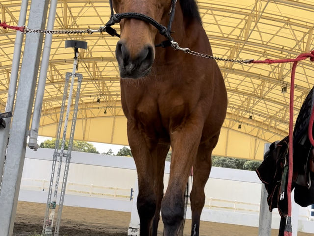 ネコビッチ君_牧之原乗馬クラブ